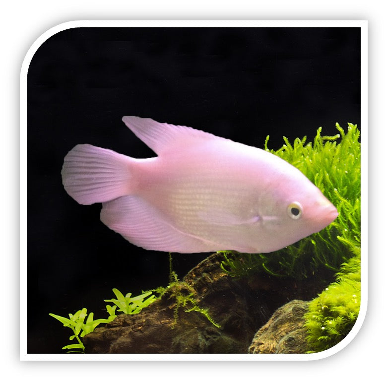 Gold True Gourami