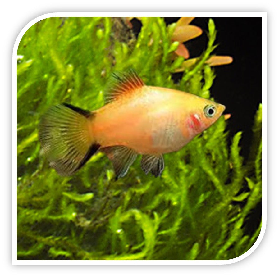 Gold Twin Bar Platy