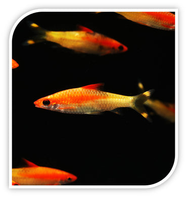 Barb | Gold Roseline Barb
