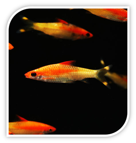 Barb | Gold Roseline Barb