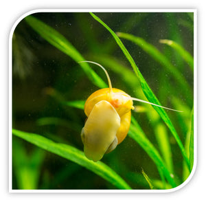 Golden Mystery Snail - Invertebrates For Sale | Wholesale – Tri-County ...