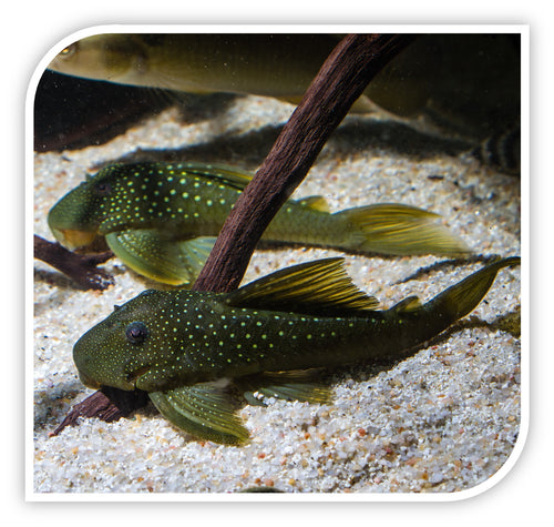 Green Phantom Pleco