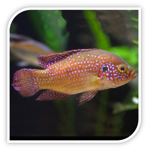 Jewelfish