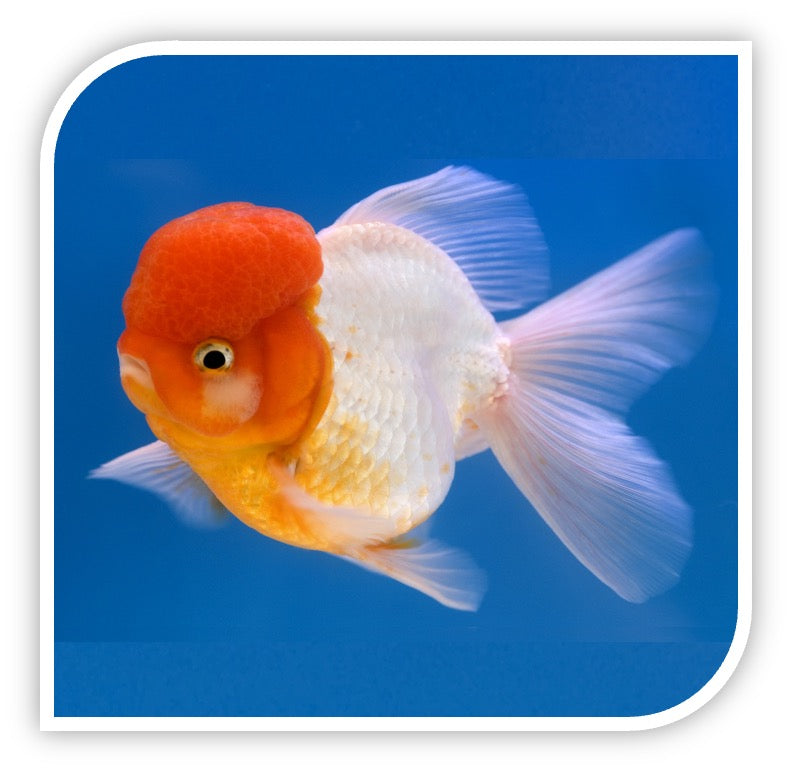 Aquarium Fish for Sale, Goldfish for Sale
