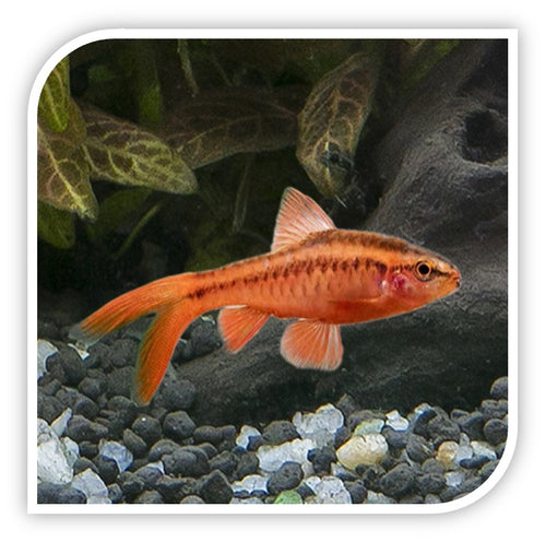 Long Fin Cherry Barb