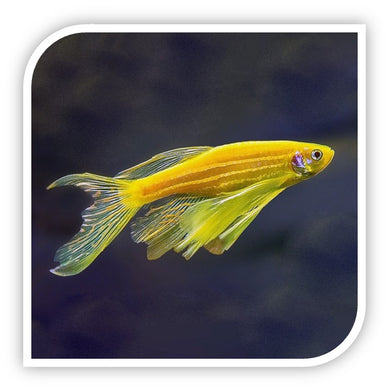 Longfin Gold Zebra Danio