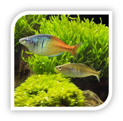 Bosmani Rainbow Fish