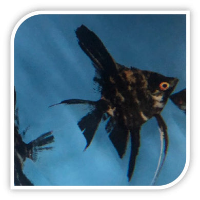 Angelfish | Marble Angel