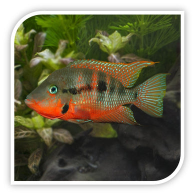 Meeki - Firemouth Cichlid