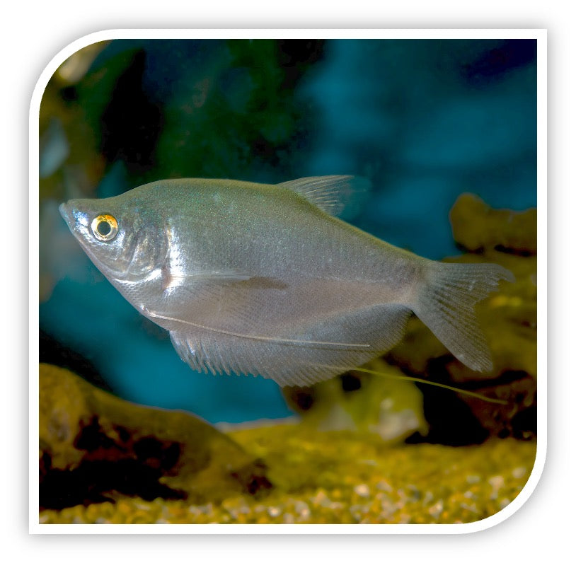 Moonlight Gourami