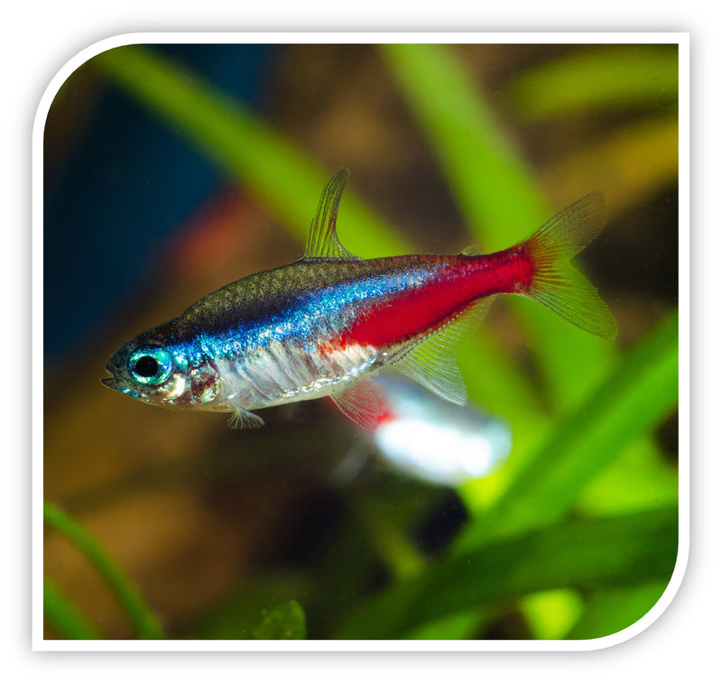 Neon Tetras Female Bettas In A 10 Gallon Tank Clearance Betta Fish - Main Image