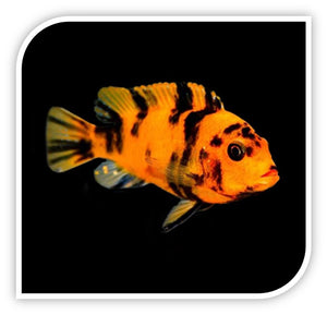 OB Zebra Cichlid