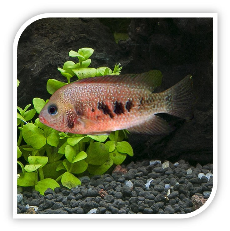 Panamensis - Rosy Cichlid