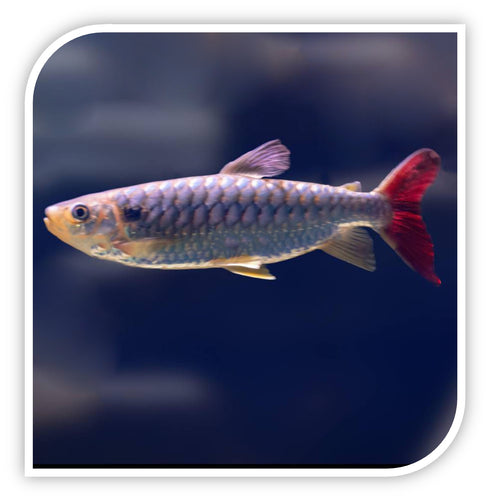 Pinktail Chalceus Tetra