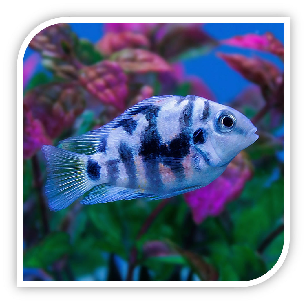 blue polar parrot fish Aquarium Fish for Sale | Cichlid Fish for Sale | Lowest Pricing Online