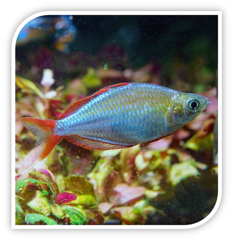 Praecox Rainbow - The Best Freshwater Aquarium Fish | Wholesale