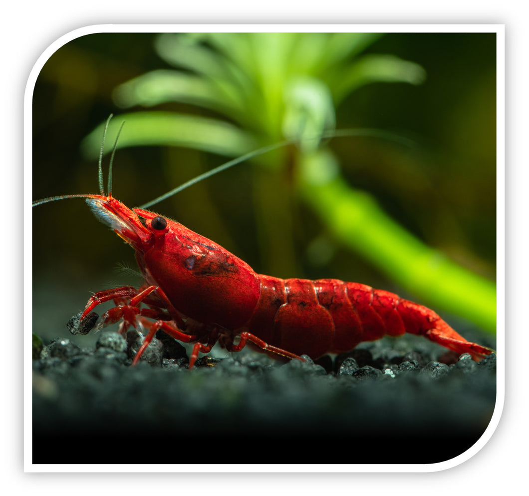 Red Cherry Shrimp