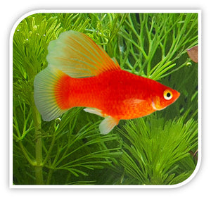 Red Hi-Fin Platy