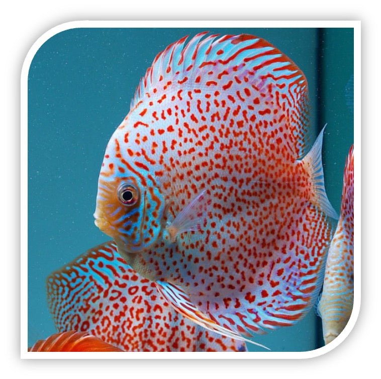 Red Leopard Discus