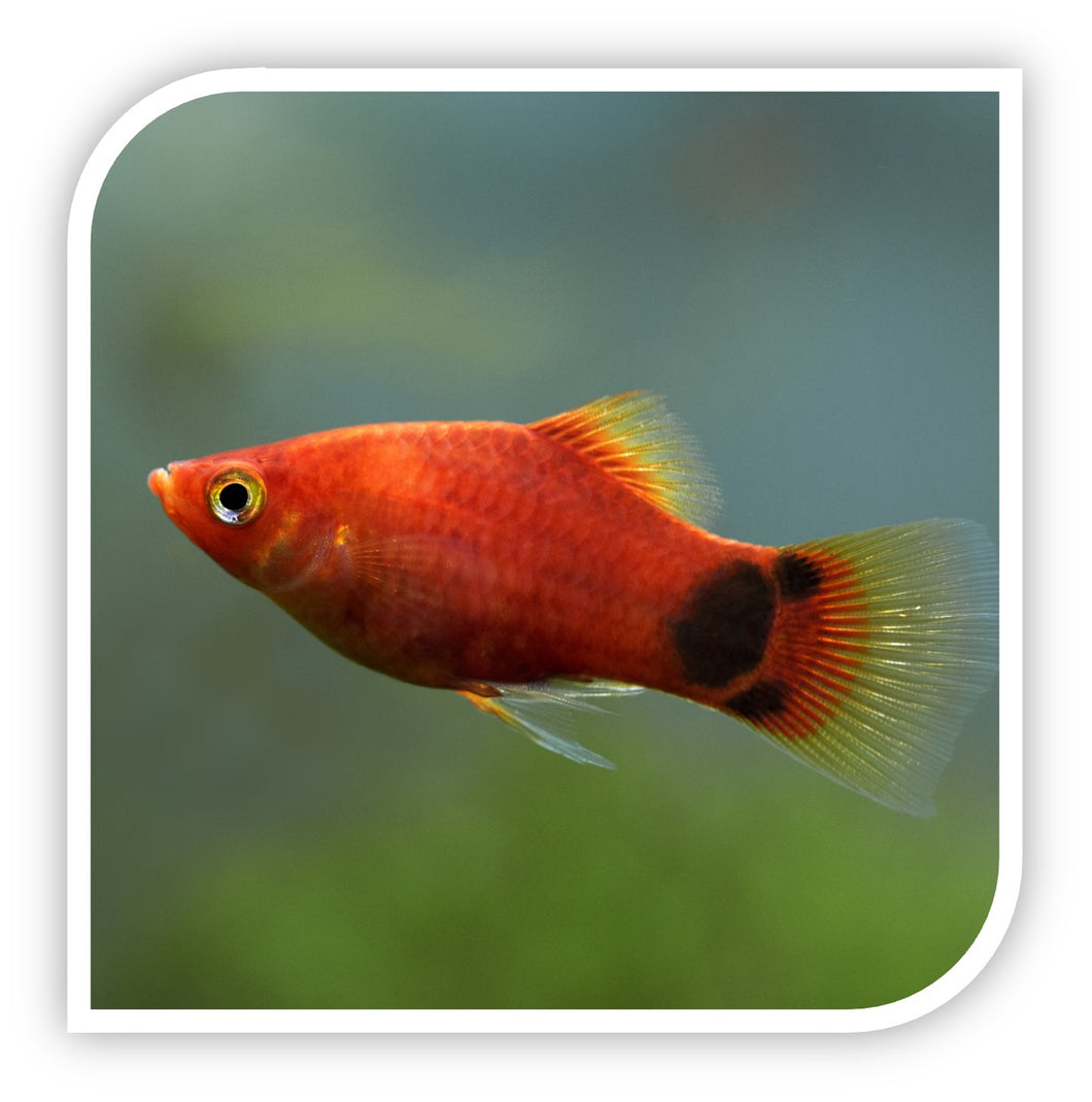 Red Mickey Mouse Platy