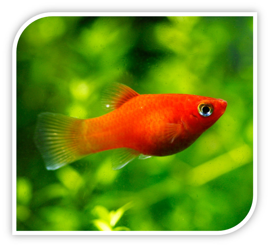 Red Platy