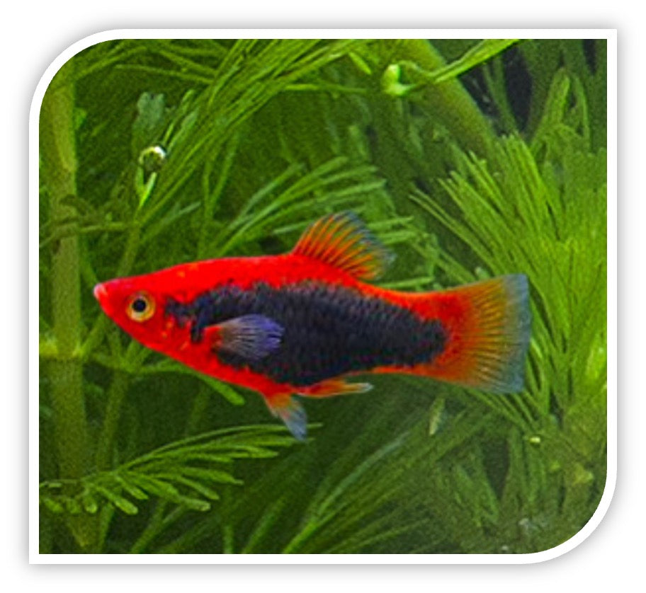 Red Tuxedo Platy