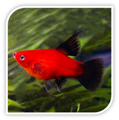 Red Wag Hi Fin Platy