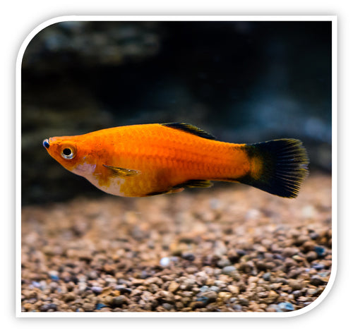 Red Wagtail Platy