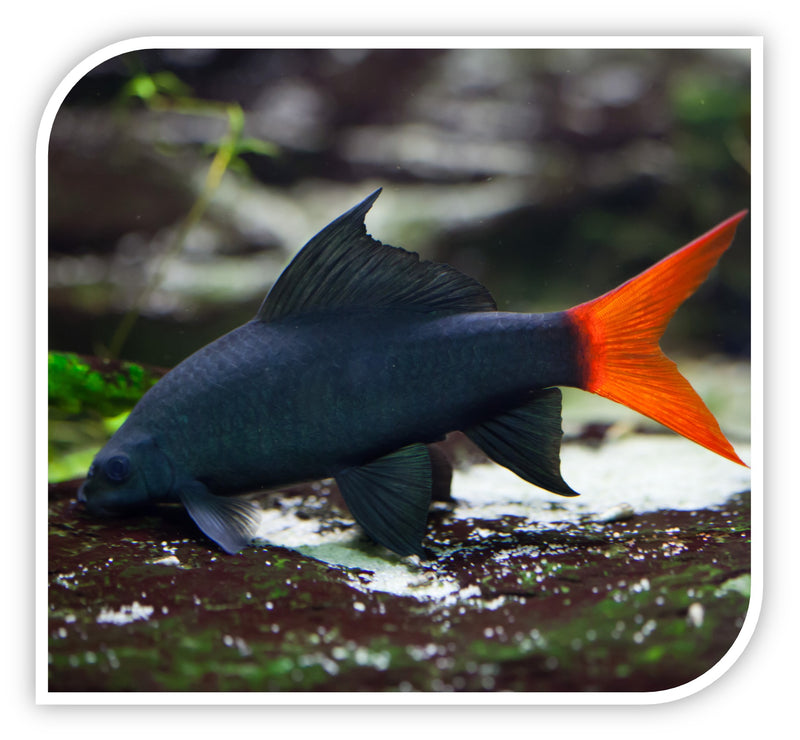 Shark Redtail Black Sharks Aquarium Sharks For Sale