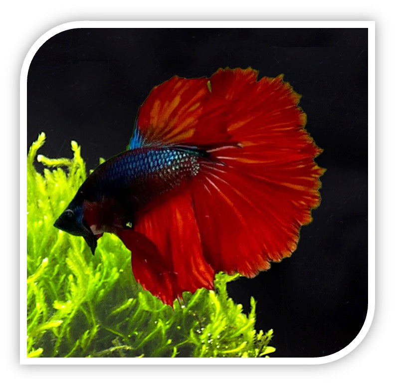 Rosetail Half Moon Betta