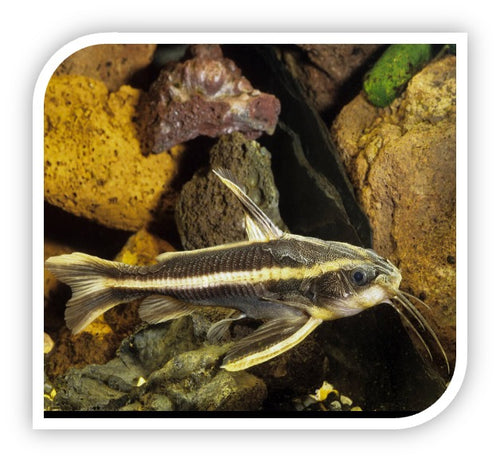 Striped Raphael Catfish