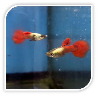 Santa Claus Guppies