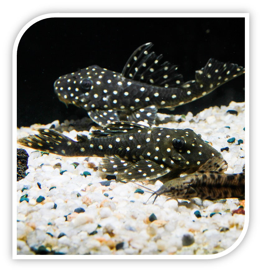 Snowball Plecostomus