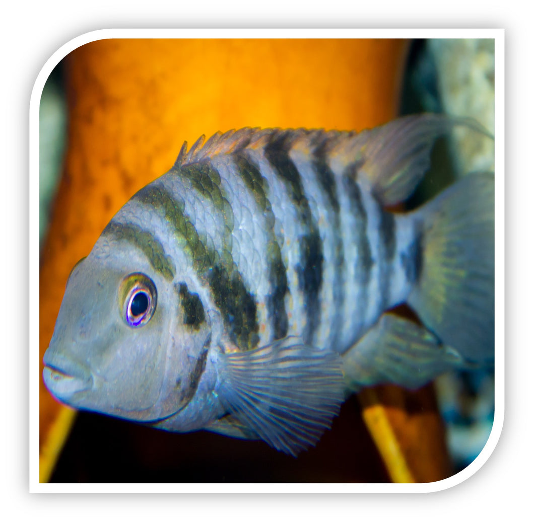 Striped Convict