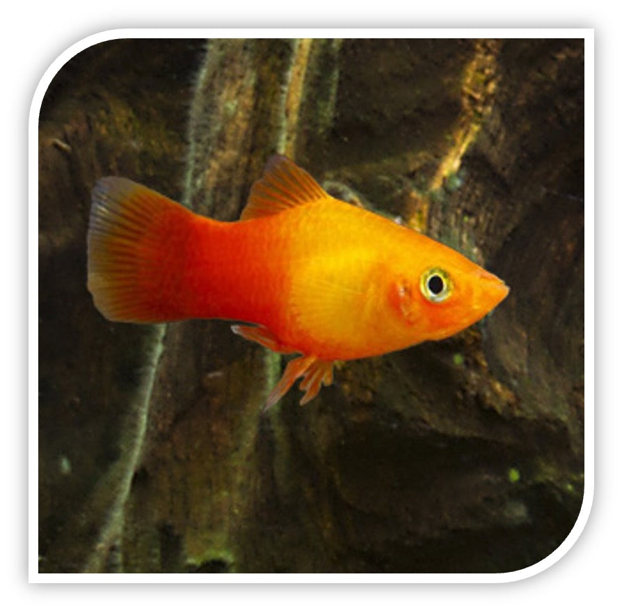 Sunburst Platy