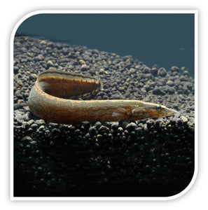 Tire Track Eel