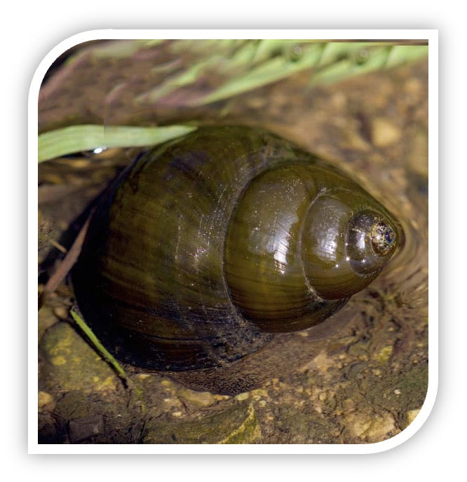 Trapdoor Snail