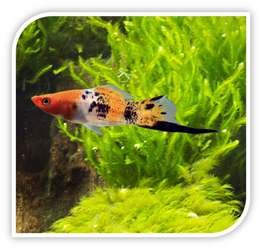 Tri-Color Swordtail