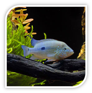 Umbriferum Blue Cichlid
