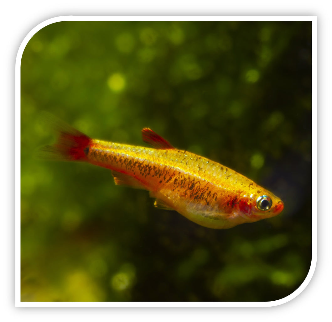 Aquarium Fish for Sale, Tetra Fish for Sale, Lowest Pricing Online