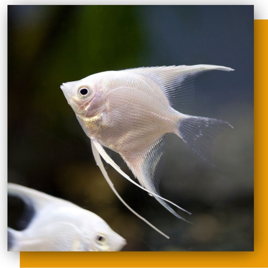 Wholesale Angelfish - Buy Freshwater Fish Online – Tri-County Tropicals