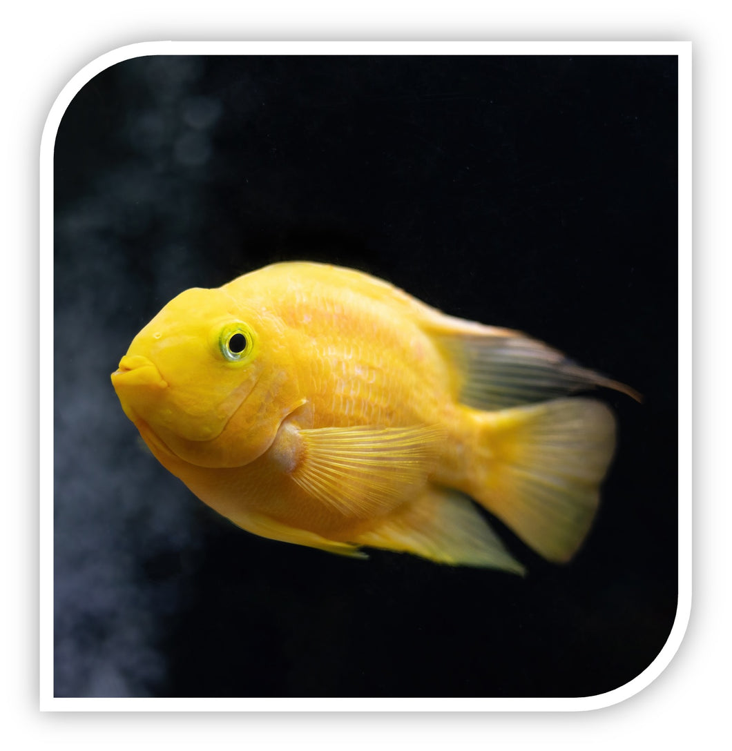 Yellow Parrot Cichlid