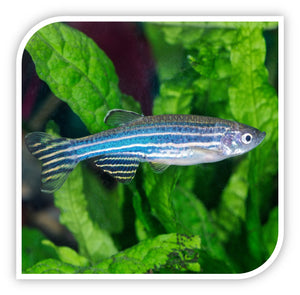 Zebra Danio