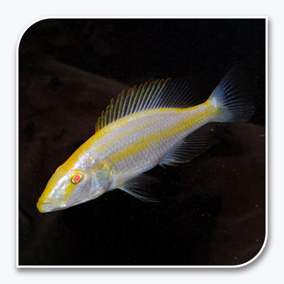 African Cichlid | Albino Compressiceps Cichlid