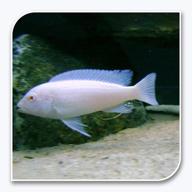 African Cichlid | Albino Socolofi Cichlid