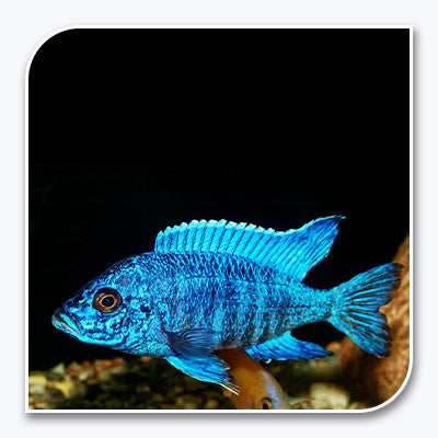 African Cichlid | Blue Peacock Cichlid