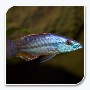 African Cichlid | Compressiceps Cichlid