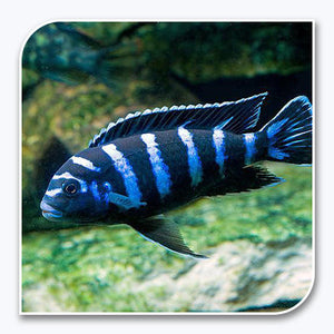 African Cichlid | Demasoni