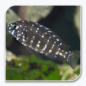 African Cichlid | Duboisi