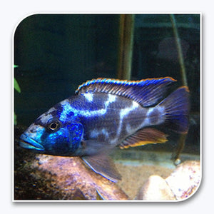 African Cichlid | Livingstoni